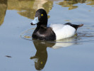 Greater Scaup (WWT Slimbridge March 2012) - pic by Nigel Key